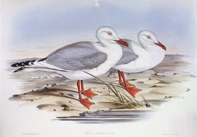 Goéland argenté (Larus novaehollandiae), gravure par John Gould - John Gould