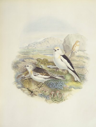 Bruant des neiges (Plectrophenax nivalis), illustration - John Gould