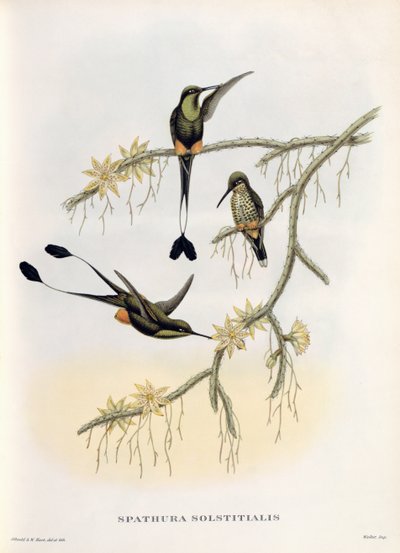 Spathura Solstitialis - John Gould