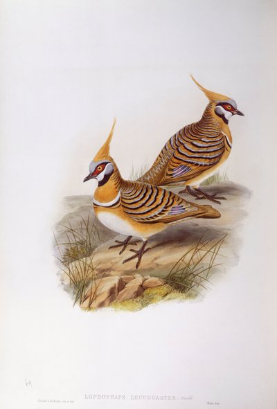 Pigeon spinifex (Lophophaps ou Geophaps plumifera leucogaster), gravure par John Gould - John Gould