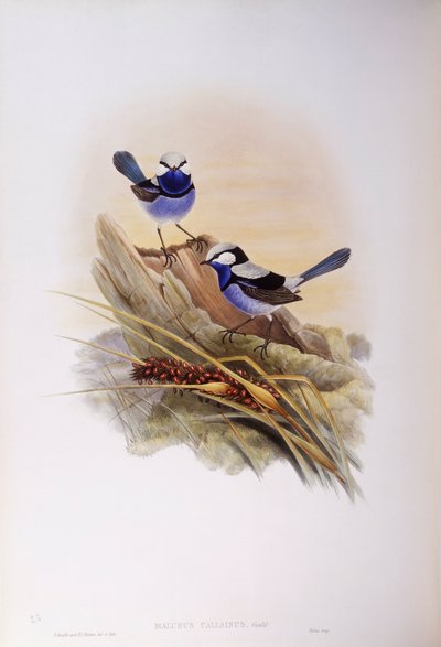 Mérion splendide (Malurus splendens), gravure de John Gould - John Gould
