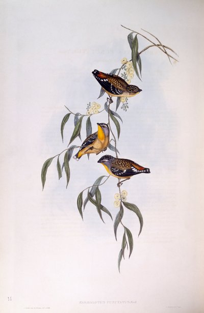 Pardalote pointillé (Pardalotus punctatus), gravure de John Gould - John Gould