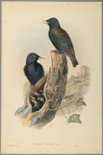 Étourneau : Sturnus Vulgaris (Linn) - John Gould