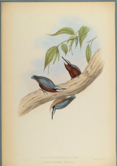 Sitta Castaneoventris, Sittelle à ventre roux - John Gould