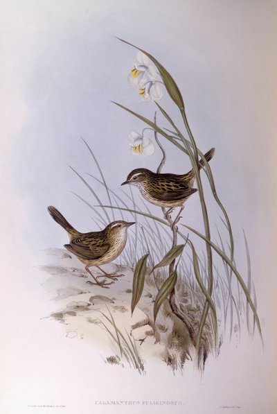 Calamanthus strié (Calamanthus fuliginosus), Gravure de John Gould - John Gould