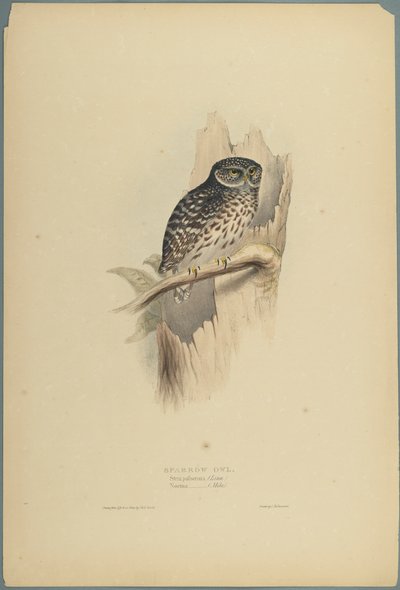 Strix Pafsernia - Noctua - John Gould