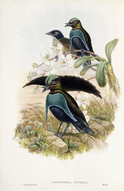 Superbe oiseau de paradis - John Gould