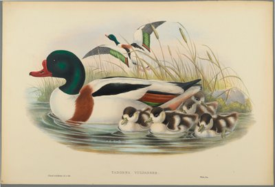 Tadorna Vulpanser : Tadorne de Belon - John Gould