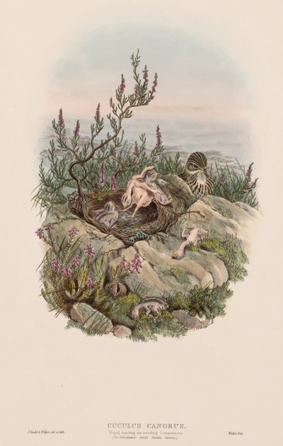 Les Oiseaux de Grande-Bretagne : Cuculus canorus - John Gould