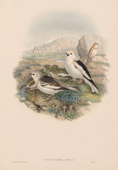 Les oiseaux de Grande-Bretagne : Plestrophanes nivalis - John Gould