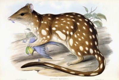 Quoll tigré - John Gould