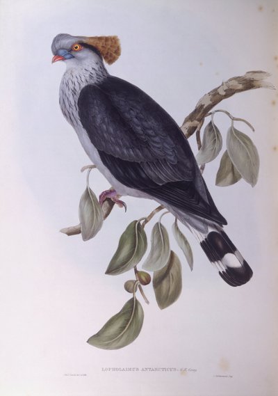 Pigeon à huppe (Lopholaimus antarcticus), gravure par John Gould - John Gould
