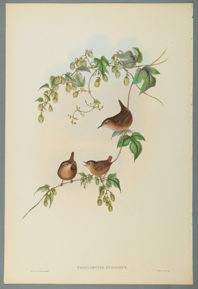 Troglodytes Europaeus - Troglodyte mignon - John Gould