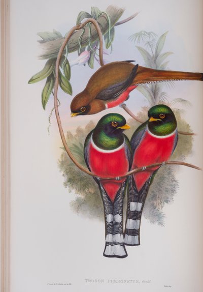 Trogon Personatus, planche de The Birds of Great Britain de John Gould, publié 1862-73 - John Gould
