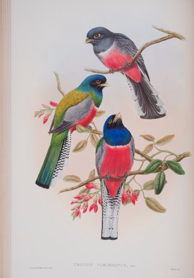 Trogon Variegatus, planche de The Birds of Great Britain de John Gould, publié 1862-73 - John Gould