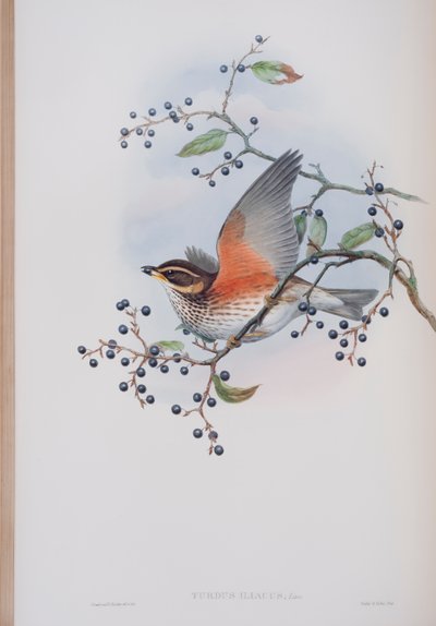 Turdus Illacus, planche de The Birds of Great Britain de John Gould, publié 1862-73 - John Gould
