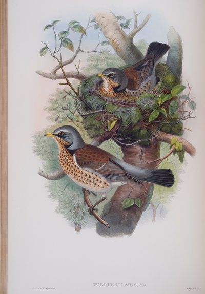 Turdus Pilaris, planche de The Birds of Great Britain de John Gould, publié 1862-73 - John Gould