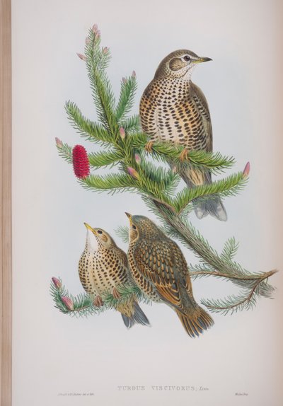 Turdus Viscivorus, planche de The Birds of Great Britain de John Gould, publié 1862-73 - John Gould