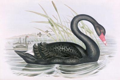 Image inconnue - John Gould