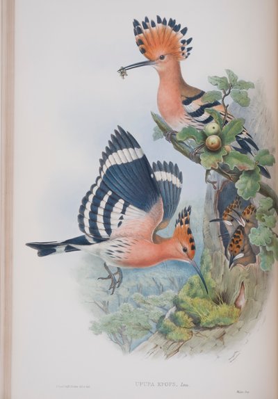Upupa Epops, planche tirée de The Birds of Great Britain par John Gould, publié 1862-73 - John Gould