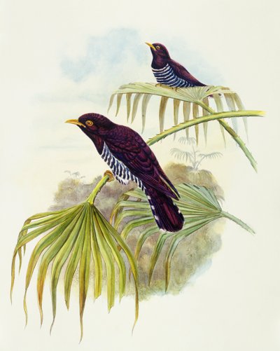 Coucou violet (Chrysococcyx xanthorhynchus), gravure par John Gould - John Gould