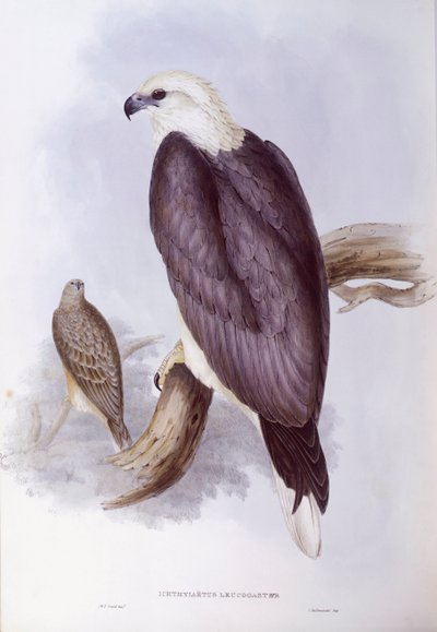 Pygargue blagre (Haliaeetus leucogaster), gravure par John Gould - John Gould
