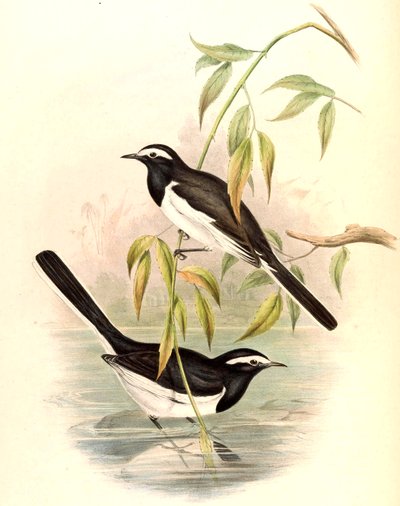 Bergeronnette à sourcils blancs (Grande Bergeronnette pie) Motacilla maderaspatensis Gmelin - John Gould