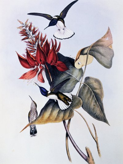 Colibri jacobin à cou blanc, gravure de Monographie des Trochilidae ou Colibris (1849-1861), par John Gould - John Gould