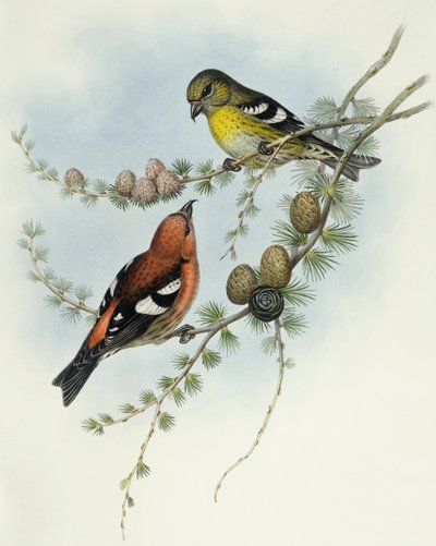 Bec-croisé bifascié (Loxia leucoptera), Gravure de John Gould - John Gould