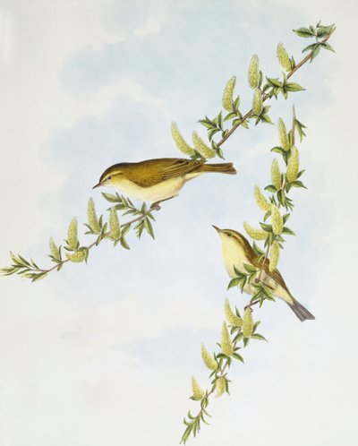 Pouillot fitis (Phylloscopus trochilus), Gravure de John Gould - John Gould