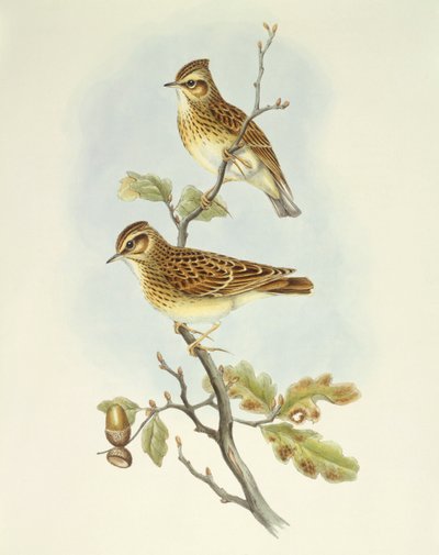 Alouette lulu (Lullula arborea), gravure de John Gould - John Gould