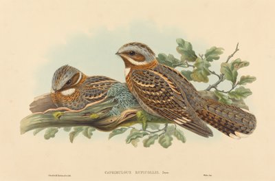 Caprimulgus Ruficollis - John Gould and H.C. Richter