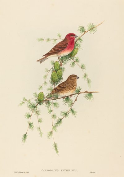 Carpodacus erythrinus (Roselin cramoisi) - John Gould and H.C. Richter