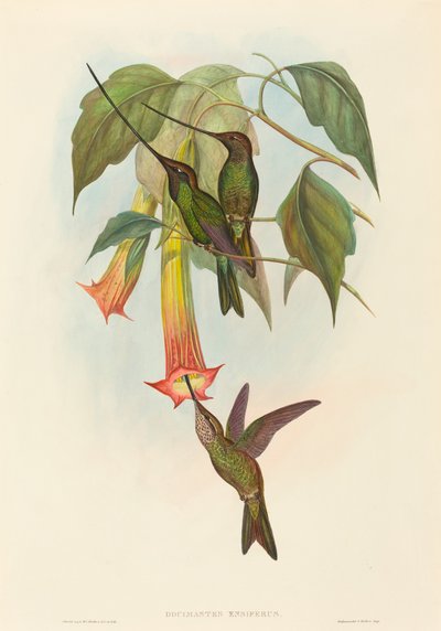 Docimastes ensiferus (Colibri à bec en forme d