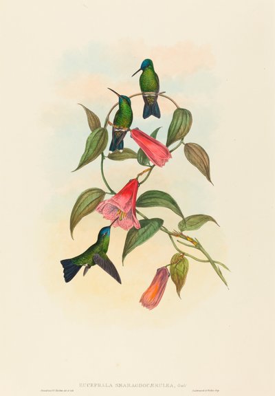 Eucephala smaragdocaerulea (Nymphe des bois de Gould) - John Gould and H.C. Richter