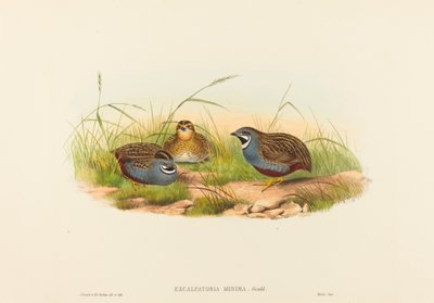 Excalftoria minima (Caille à poitrine bleue) - John Gould and H.C. Richter