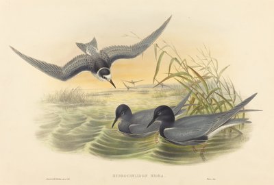 Hydrochelidon nigra - John Gould and H.C. Richter