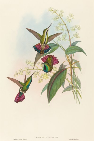 Lampornis prevosti - John Gould and H.C. Richter