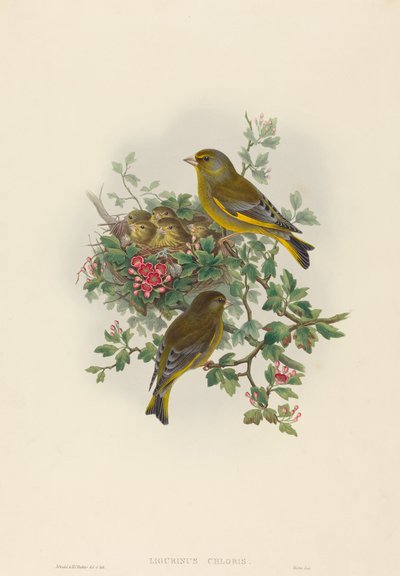 Verdier (Ligurinus chloris) - John Gould and H.C. Richter