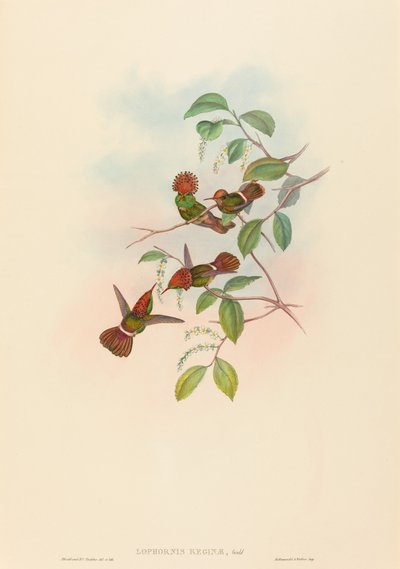 Lophornas reginae (Coquette étincelante) - John Gould and H.C. Richter