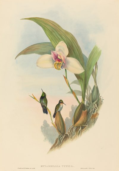 Myiabeillia typica (Colibri d