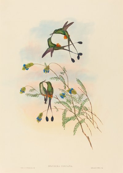 Spathura peruana (Racket-tail péruvien) - John Gould and H.C. Richter