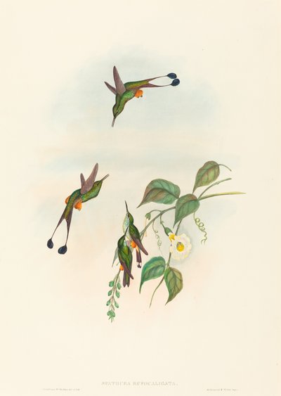 Spathura rufocaligata (Queue-de-racket à bottes rouges) - John Gould and H.C. Richter