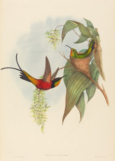 Topaza pyra - John Gould and H.C. Richter