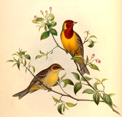 Bruant à tête rousse Emberiza bruniceps Brandt - John Gould and Henry C. Richter