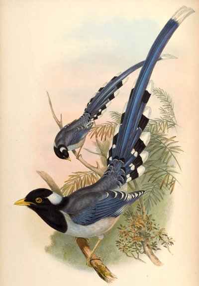 Pie bleue à bec jaune Urocissa flavirostris (Blyth) - John Gould and Henry C. Richter