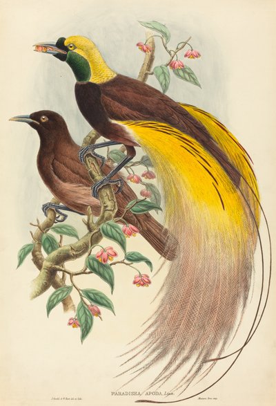 Oiseau de paradis (Paradisea apoda) - John Gould and W. Hart