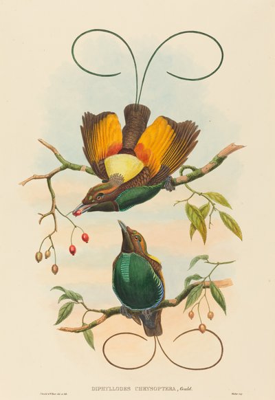 Diphyllodes chrysoptera (Magnifique oiseau de paradis) - John Gould and W. Hart