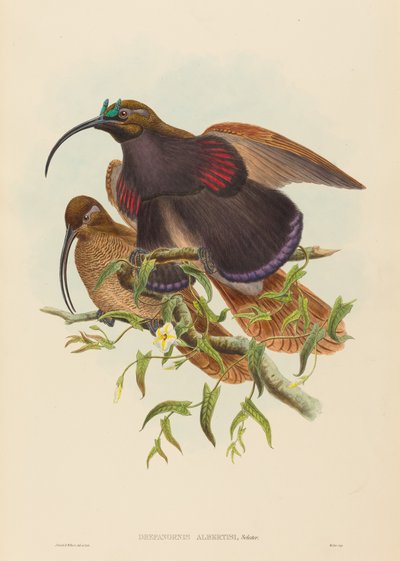 Drepanornis albertisi (Oiseau de paradis à bec noir) - John Gould and W. Hart