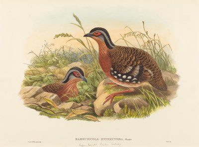 Perdrix bambou à poitrine rousse - John Gould and W. Hart